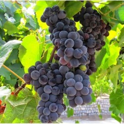 Grape vinegar (500ml)